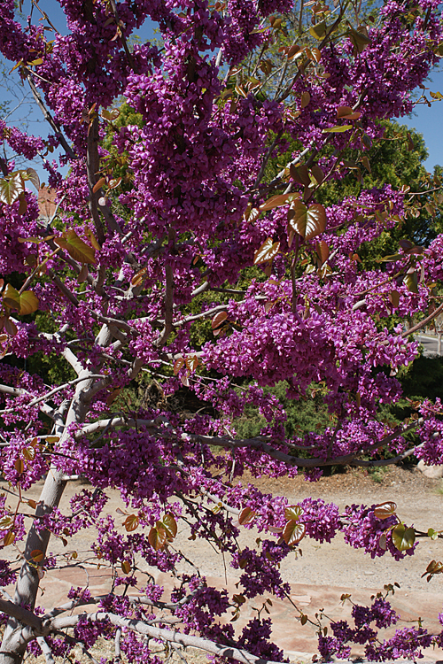 Redbud Tree