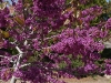 Redbud Tree